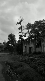 Trees on field against cloudy sky