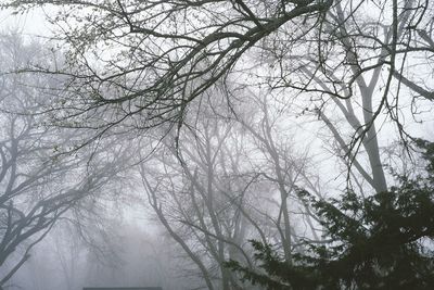 Low angle view of bare trees against sky