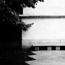 Plants growing on tree