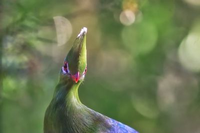 Close-up of a bird