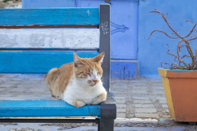 Cat sitting on bench