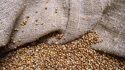 Coriander seeds in jute sack