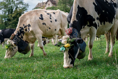 Cows on grassy field