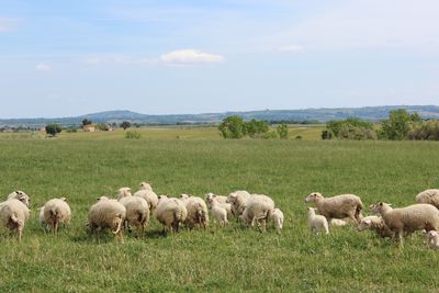 Sheep in a field