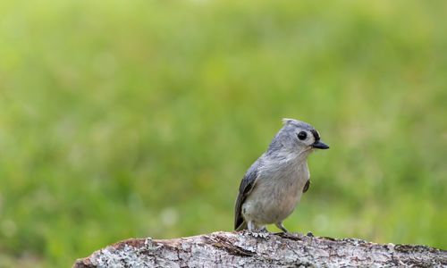 Close-up of bird perching on rock