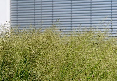 Close-up of grass in field