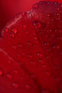 Close-up of wet red rose