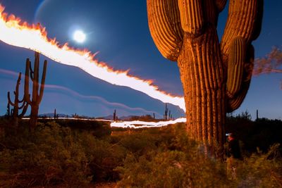 Fire rounding saguaro cactus at night