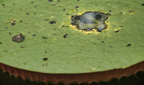 High angle view of insect on leaves in pond