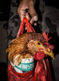 Midsection of person holding plastic bag with chicken at night