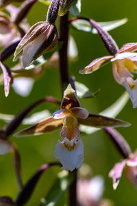 Close-up of purple flowering plant