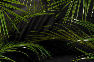 Dark black background with palm leaves and shadows on a wall