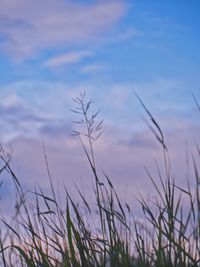 Close-up of grass against sky