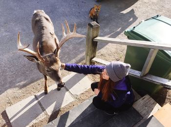 High angle view of women touching stag on footpath