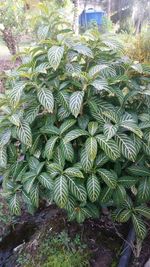 High angle view of plants