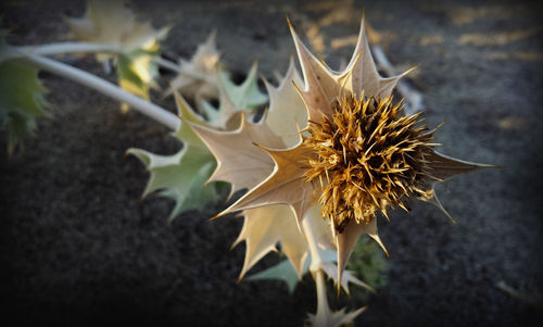 Close-up of flower