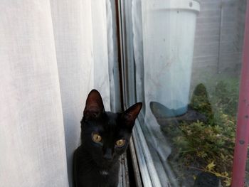 Close-up portrait of cat seen through window