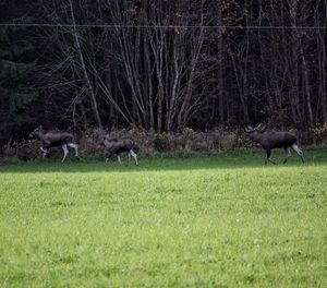 Birds on field