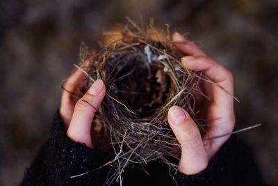 Small bird's nest in hands