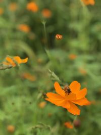 Close-up of bee pollinating on flower
