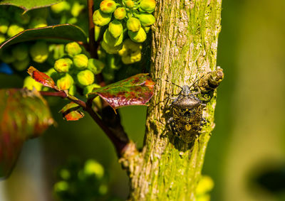 Close-up of lizard on tree