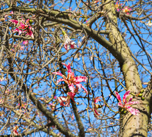 Low angle view of tree against sky