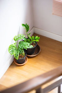 High angle view of potted plant on table at home