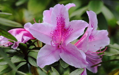 Close-up of pink flowering plant