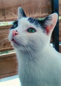 Close-up of cat looking away