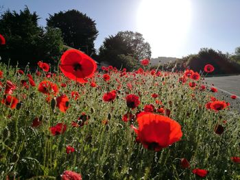 Red poppy flowers blooming on field