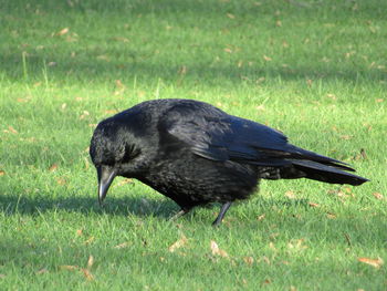 Black bird on field