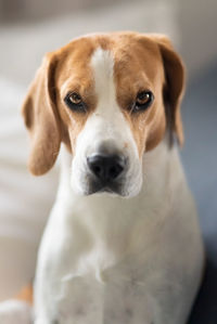 Close-up portrait of dog looking at camera