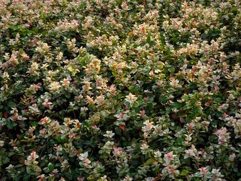 High angle view of flowering plants on land