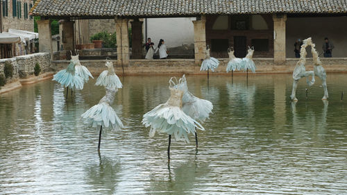 Birds in a lake