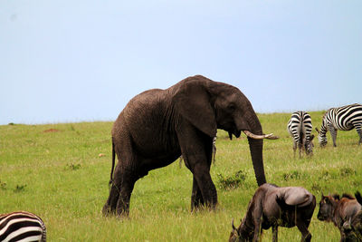 View of elephant on field against sky