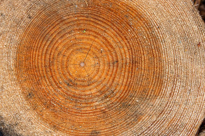 Full frame shot of tree stump