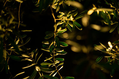 Close-up of fresh green leaves