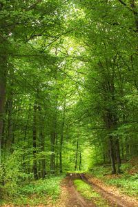 Dirt road amidst trees in forest