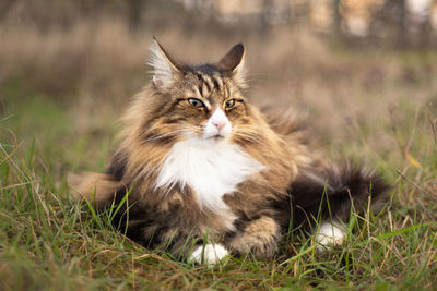 The pride of a beautiful outdoor norwegian forest cat. freedom and beauty