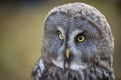 Close-up portrait of owl