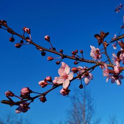 Low angle view of cherry blossoms against sky