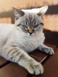 Portrait of cat resting on table