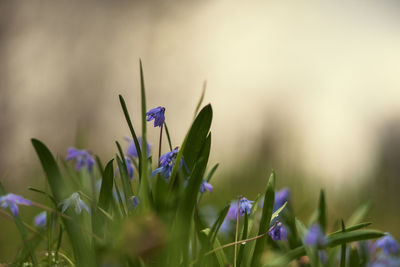 Close-up of purple crocus flowers on field