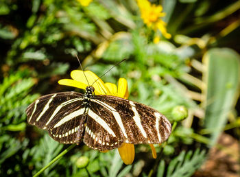 Close-up of butterfly on flower