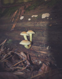 Close-up of mushroom growing in forest