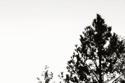 Low angle view of tree against clear sky