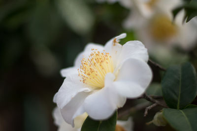 Close-up of white flowering plant