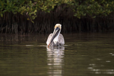 Swimming male brown pelican pelecanus occidentalis at tigertail beach in marco island, florida