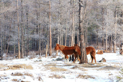 View of horse on snow covered field