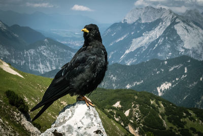 Bird standing on rock